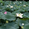 吕永晨